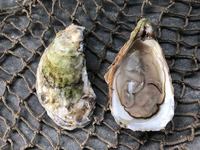 Mill Point Oyster - 25 Count